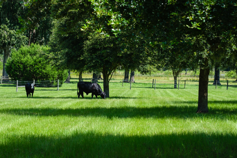 Hernando County Acreage